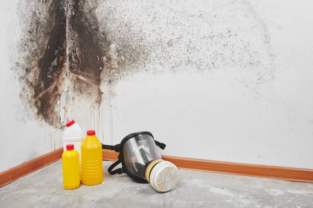 Attic Mold Removal in Clawson, MI