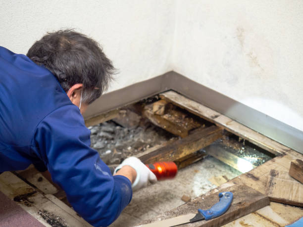 Best Fast Mold Removal  in Clawson, MI