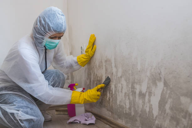 Best Crawl Space Mold Removal  in Clawson, MI