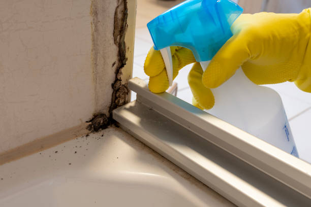 Best Residential Mold Removal  in Clawson, MI