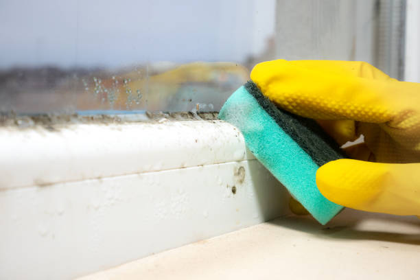 Best Certified Mold Removal  in Clawson, MI