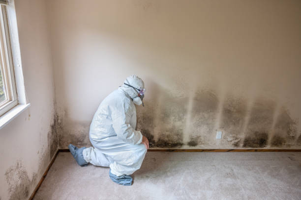Best Toxic Mold Removal  in Clawson, MI