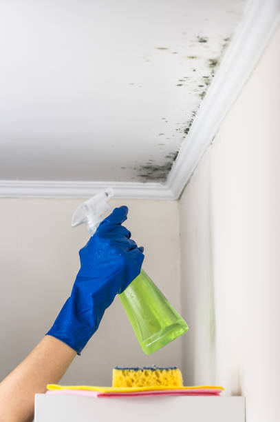 Best Mold Cleaning Services  in Clawson, MI